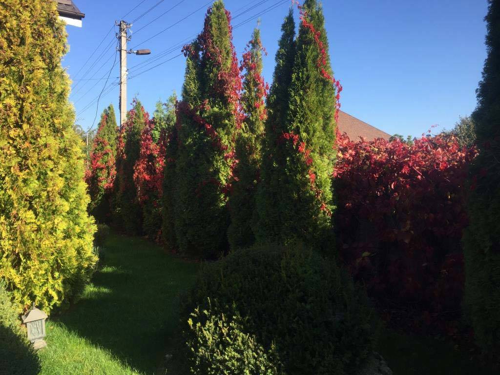 https://mslandshaft.ru/storage/app/uploads/public/642/ac7/ffc/642ac7ffc8598316152773.jpg